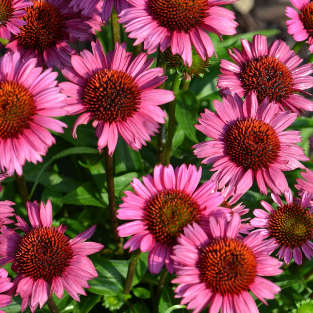 Echinacea purpurea 'Fatal Attraction' - Zonnehoed