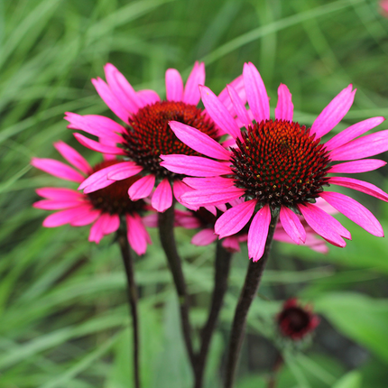 Echinacea purpurea 'Fatal Attraction' - Zonnehoed