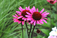 Afbeelding in Gallery-weergave laden, Echinacea purpurea &#39;Fatal Attraction&#39; - Zonnehoed
