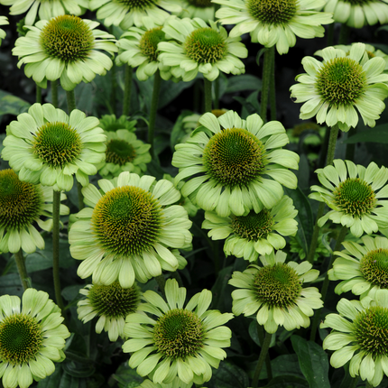 Echinacea purpurea 'Green Jewel' - Zonnehoed