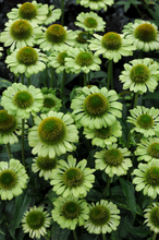 Afbeelding in Gallery-weergave laden, Echinacea purpurea &#39;Green Jewel&#39; - Zonnehoed
