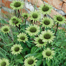 Afbeelding in Gallery-weergave laden, Echinacea purpurea &#39;Green Jewel&#39; - Zonnehoed
