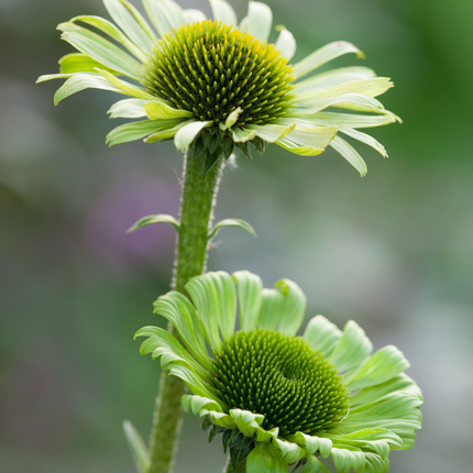 Echinacea purpurea 'Green Jewel' - Zonnehoed