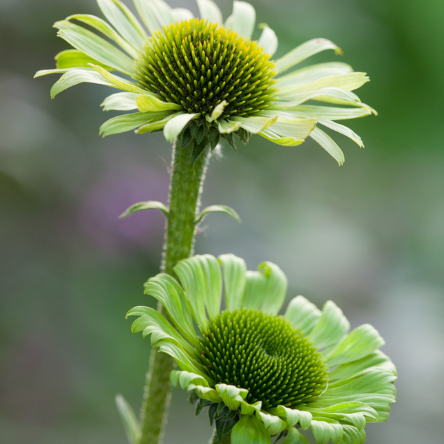 Echinacea purpurea 'Green Jewel' - Zonnehoed