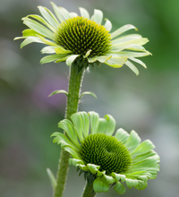Afbeelding in Gallery-weergave laden, Echinacea purpurea &#39;Green Jewel&#39; - Zonnehoed
