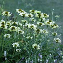 Afbeelding in Gallery-weergave laden, Echinacea purpurea &#39;Green Jewel&#39; - Zonnehoed
