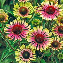 Afbeelding in Gallery-weergave laden, Echinacea purpurea &#39;Green Twister&#39; - Zonnehoed

