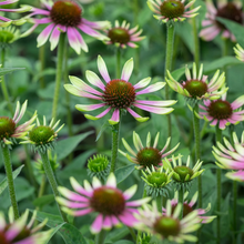 Afbeelding in Gallery-weergave laden, Echinacea purpurea &#39;Green Twister&#39; - Zonnehoed
