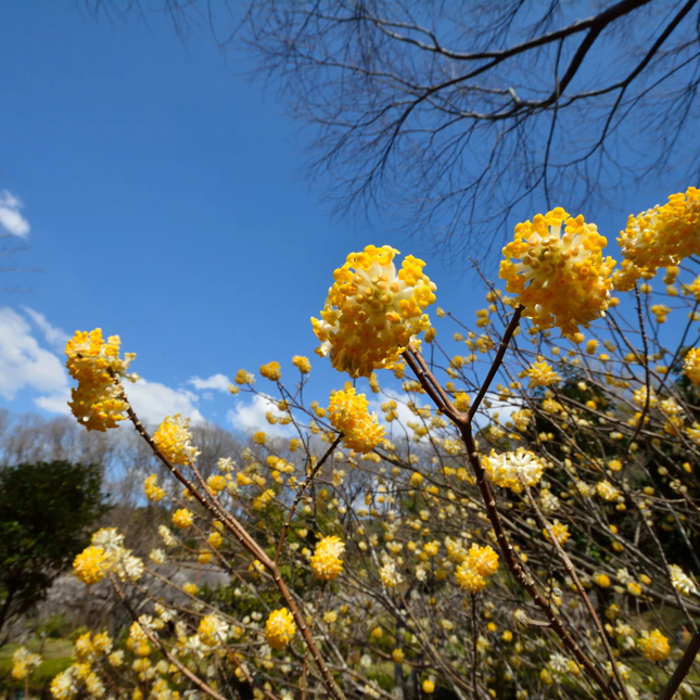 Edgeworthia chrysantha 'Grandiflora' - Papierstruik