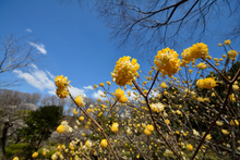Afbeelding in Gallery-weergave laden, Edgeworthia chrysantha &#39;Grandiflora&#39; - Papierstruik
