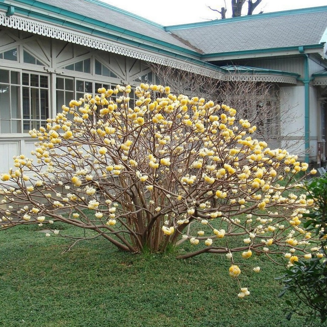 Edgeworthia chrysantha 'Grandiflora' - Papierstruik