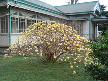 Afbeelding in Gallery-weergave laden, Edgeworthia chrysantha &#39;Grandiflora&#39; - Papierstruik
