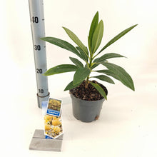 Afbeelding in Gallery-weergave laden, Edgeworthia chrysantha &#39;Grandiflora&#39; - Papierstruik
