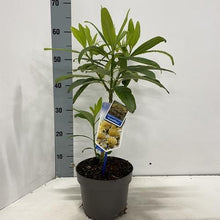 Afbeelding in Gallery-weergave laden, Edgeworthia chrysantha &#39;Grandiflora&#39; - Papierstruik
