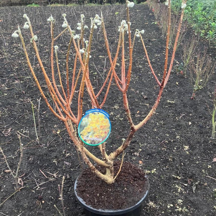Edgeworthia chrysantha 'Grandiflora' - Papierstruik