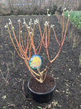 Afbeelding in Gallery-weergave laden, Edgeworthia chrysantha &#39;Grandiflora&#39; - Papierstruik
