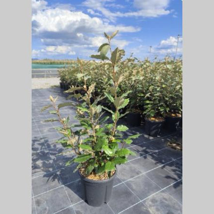 Elaeagnus ebbingei Compacta groenblijvende olijfwilg haagplant