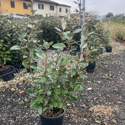 Elaeagnus ebbingei Compacta groenblijvende olijfwilg haagplant