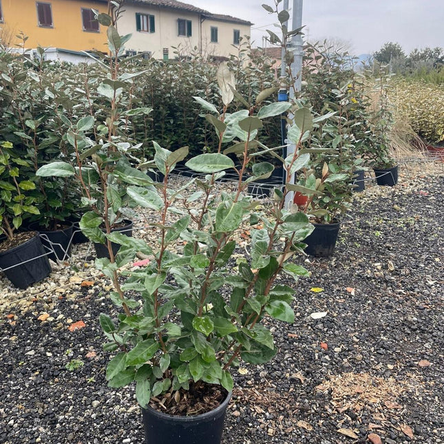 Elaeagnus ebbingei Compacta groenblijvende olijfwilg haagplant