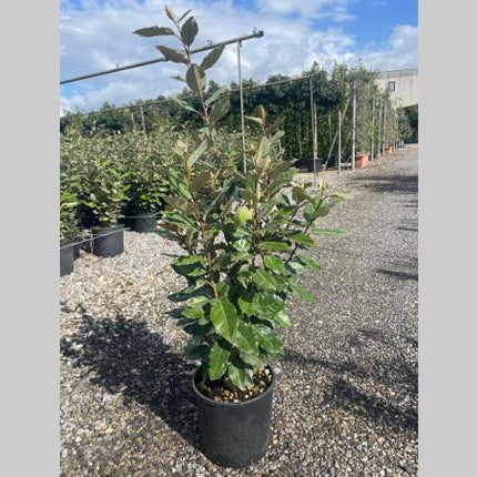 Elaeagnus ebbingei Compacta groenblijvende olijfwilg haagplant