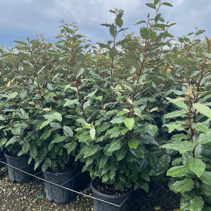 Elaeagnus ebbingei Compacta groenblijvende olijfwilg haagplant