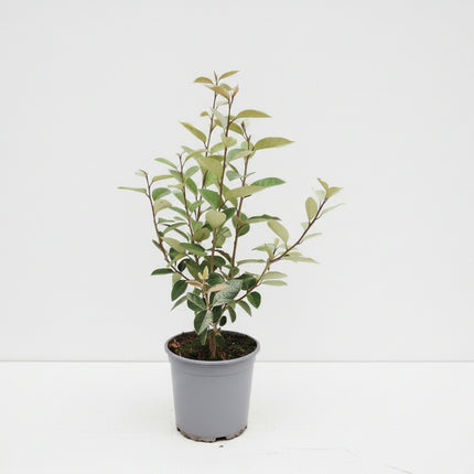 Elaeagnus ebbingei in kweekpot met leerachtige grijsgroene bladeren en compacte groei.