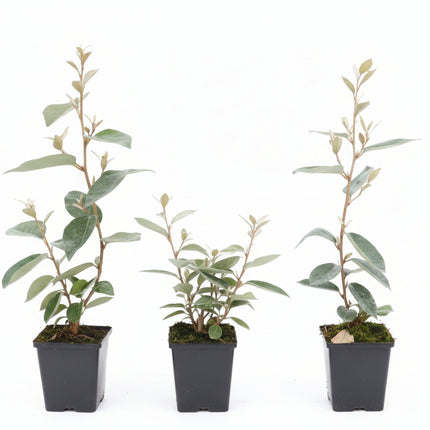 Elaeagnus ebbingei haagplant in pot met glanzend grijsgroen blad en stevige, dicht vertakte groei in P9 pot.