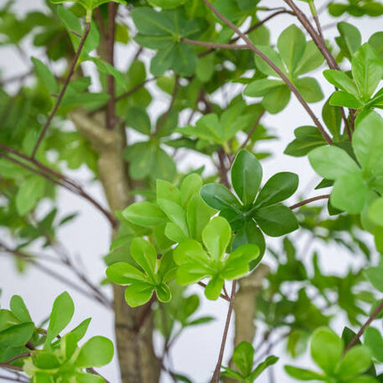 Enkianthus Perulatus - Kunstplant - XL