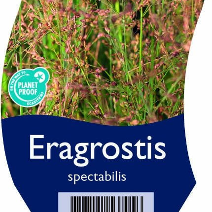 Eragrostis spectabilis - Prachtliefdegras