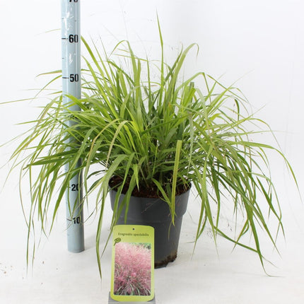 Eragrostis spectabilis - Prachtliefdegras