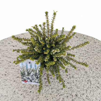 Erica darl. 'White Perfection' - Winterheide Wit