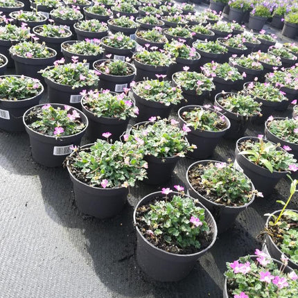 Erodium variabile 'Bishop's Form' - Reigersbek