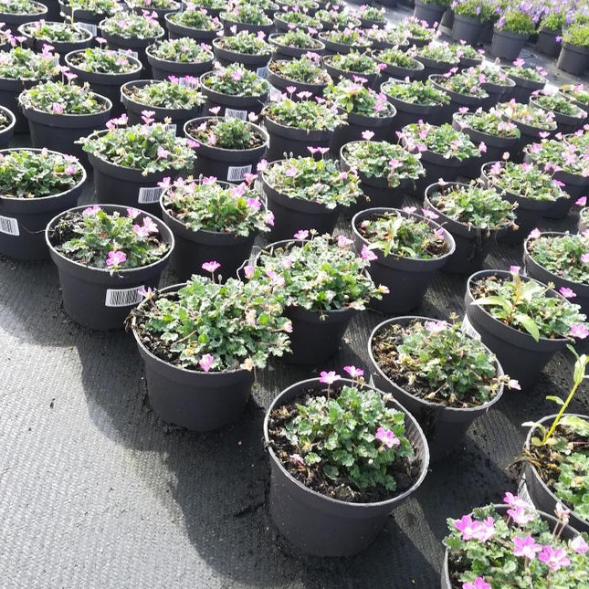 Erodium variabile 'Bishop's Form' - Reigersbek