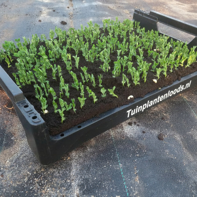 Hoge erwt (klimmende doperwt) planten in zwarte kweekbak met Tuinplantenloods.nl tekst op de kwekerij