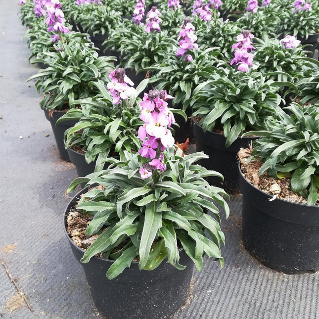 Erysimum ‘Bowles Mauve’ - Steenraket / Muurbloem