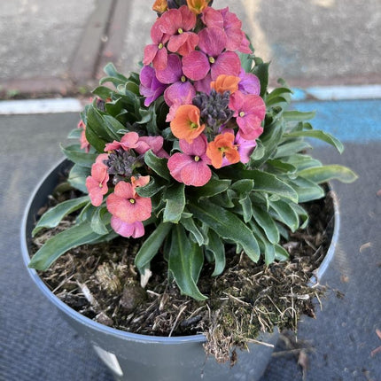 Erysimum linifolium muurbloem in verschillende bloemkleuren roze op de kwekerij 05-06-2026
