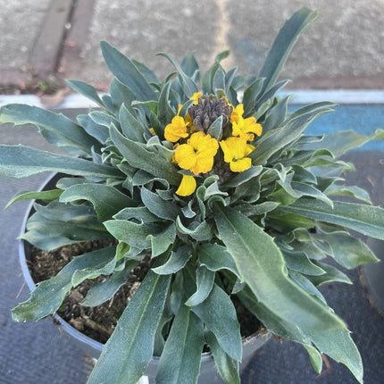 Erysimum linifolium muurbloem geel 05-06-2026 op de kwekerij
