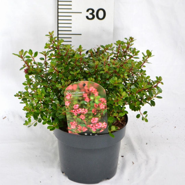 Escallonia 'Red Dream' - Andesstruik