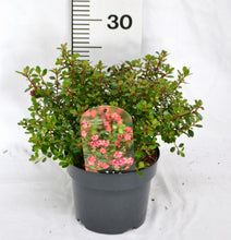 Afbeelding in Gallery-weergave laden, Escallonia &#39;Red Dream&#39; - Andesstruik

