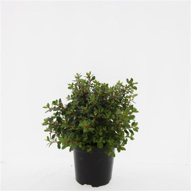 Escallonia 'Red Dream' - Andesstruik