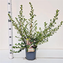 Afbeelding in Gallery-weergave laden, Escallonia &#39;Donard Seedling&#39; - Andesstruik
