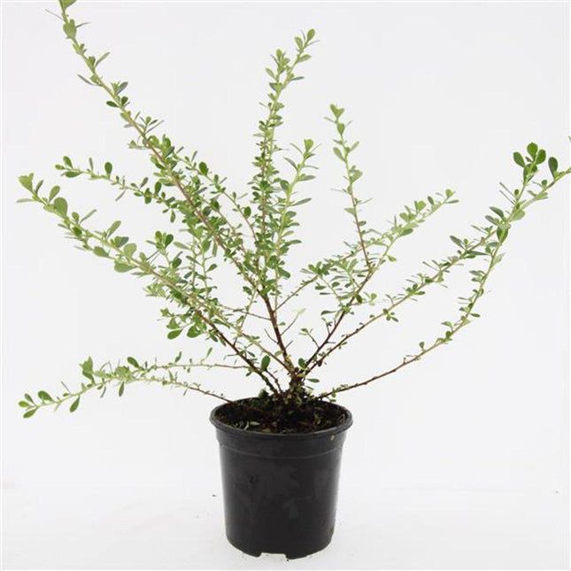 Escallonia 'Donard Seedling' - Andesstruik