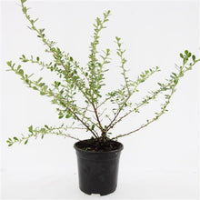 Afbeelding in Gallery-weergave laden, Escallonia &#39;Donard Seedling&#39; - Andesstruik
