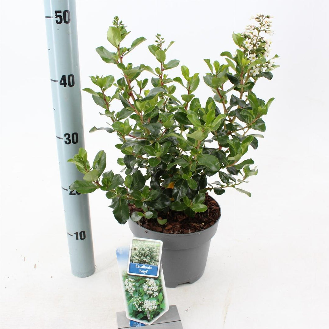 Escallonia 'Iveyi' - Andesstruik