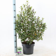 Afbeelding in Gallery-weergave laden, Escallonia &#39;Iveyi&#39; - Andesstruik
