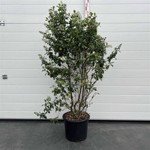 Afbeelding in Gallery-weergave laden, Escallonia &#39;Iveyi&#39; - Andesstruik
