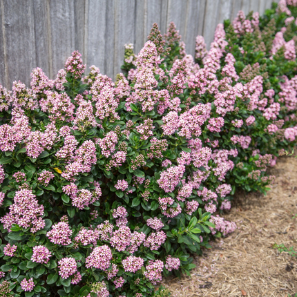 Escallonia laevis ‘Pink Elle’ - Andesstruik