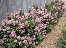 Afbeelding in Gallery-weergave laden, Escallonia laevis ‘Pink Elle’ - Andesstruik

