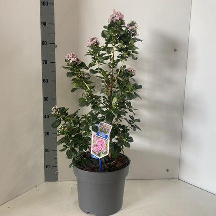 Escallonia laevis ‘Pink Elle’ - Andesstruik