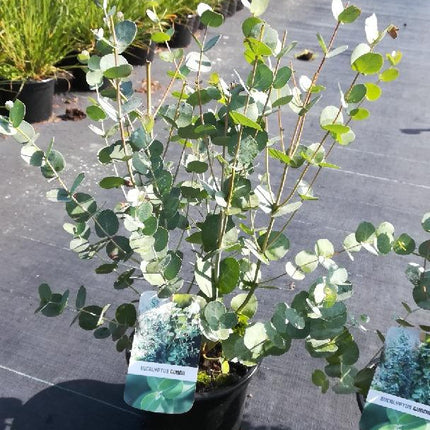 Eucalyptus gunnii - Winterharde Gomboom
